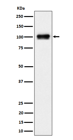 Nesprin 3 Ab