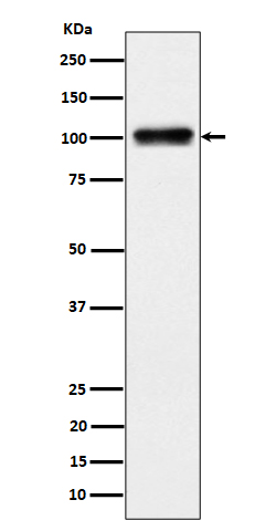 Nesprin 3 Ab