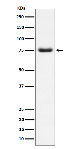 PWP1 Ab