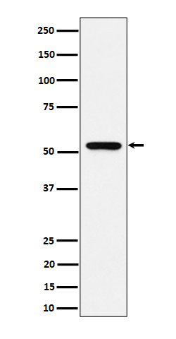 GRSF 1 Ab