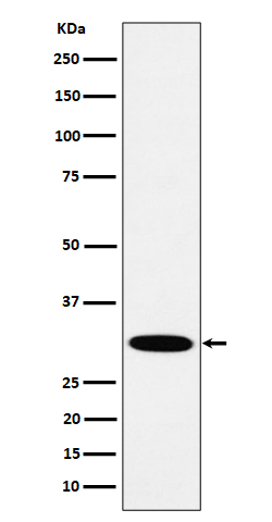 HMGCL Ab