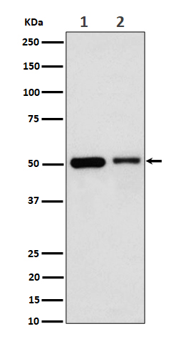 Annexin A7 Ab