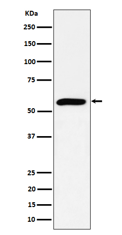 PRPF4 Ab