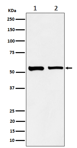 Sorting nexin 4 Ab