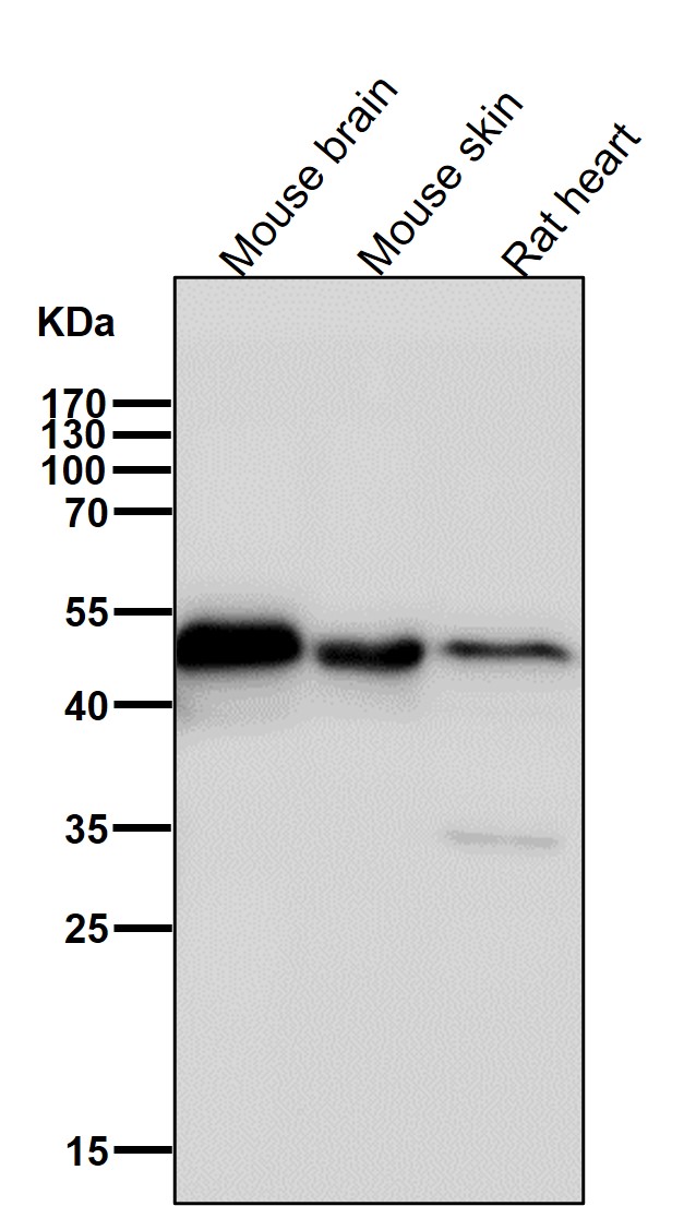 Sorting nexin 4 Ab