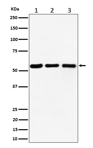 PRPF4 Ab