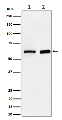 Arginyltransferase 1 Ab