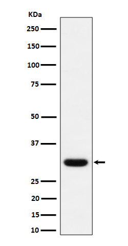 Adiponectin Ab