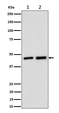 Annexin A7 Ab