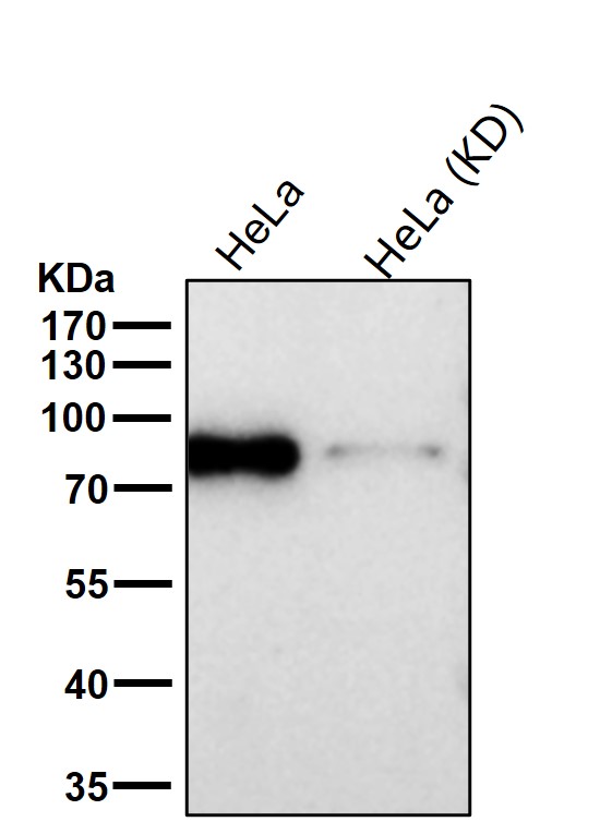 CSDE1 Ab