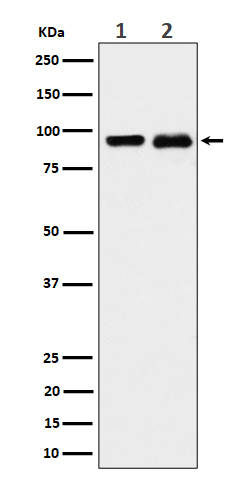 CSDE1 Ab