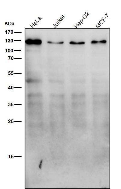 Meckelin Ab