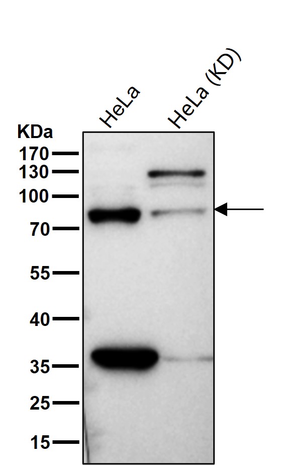 CSDE1 Ab