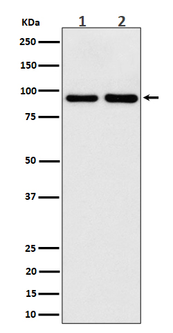 CSDE1 Ab