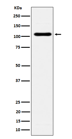 Exocyst complex component 2 Ab