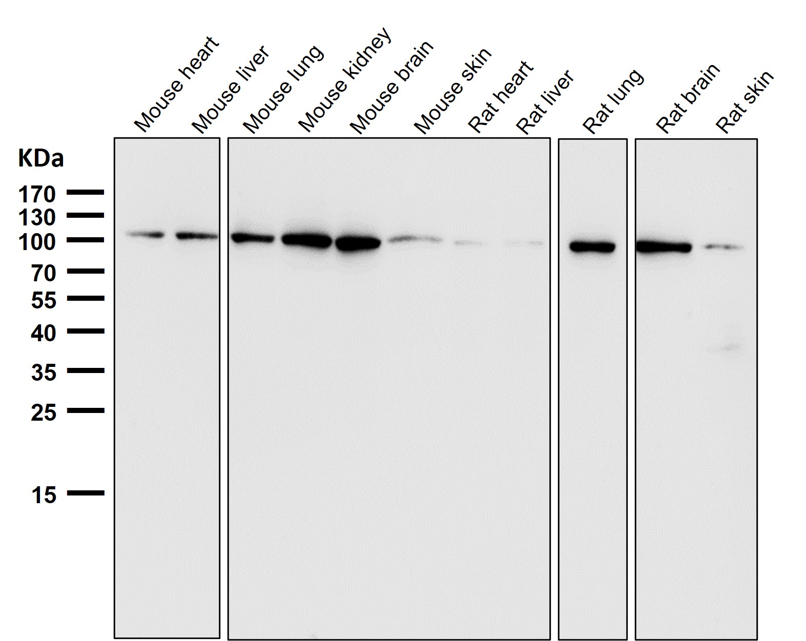 Exocyst complex component 2 Ab