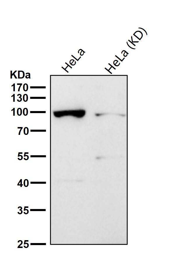 Desmocollin 1 Ab