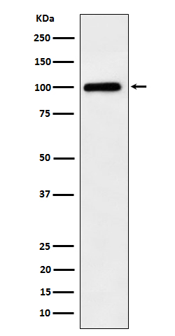 Desmocollin 1 Ab