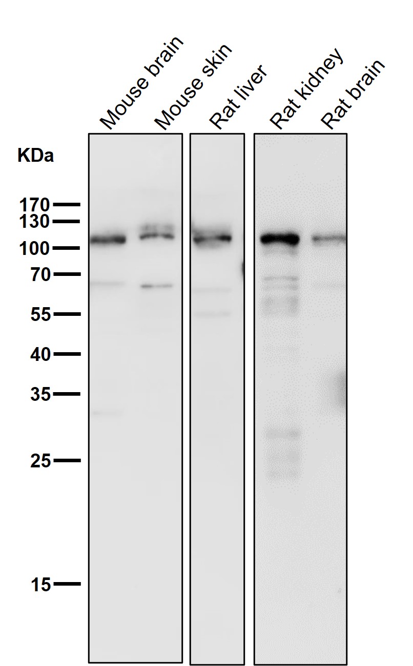 Desmocollin 1 Ab