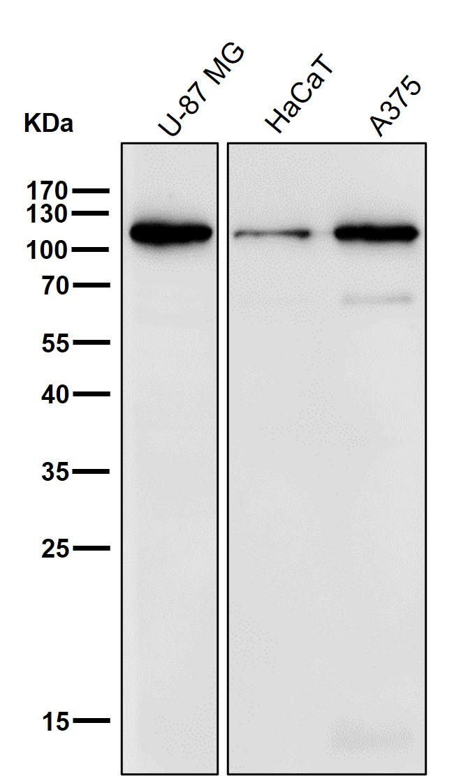 Desmocollin 1 Ab