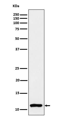 MonoMethyl-Histone H4 (K20) Ab