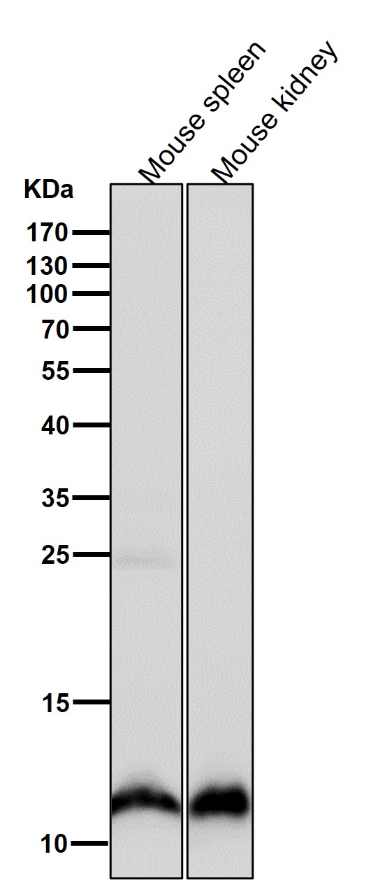 MonoMethyl-Histone H4 (K20) Ab