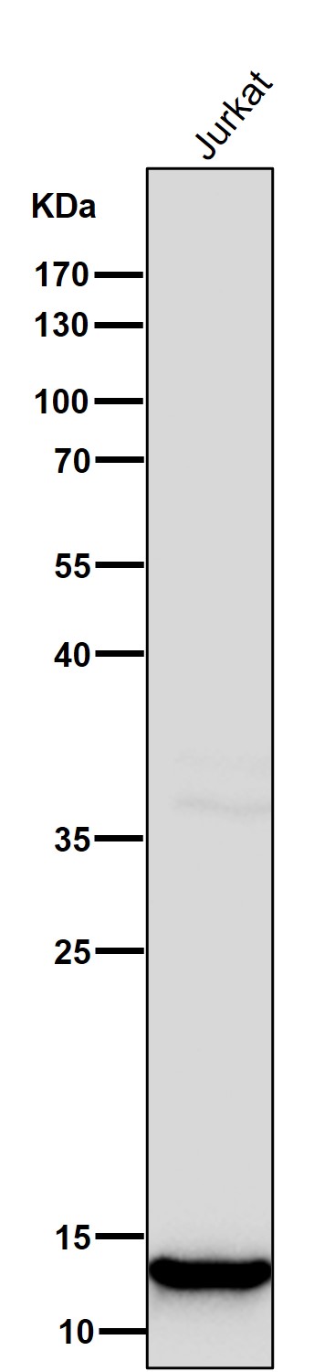 MonoMethyl-Histone H4 (K20) Ab