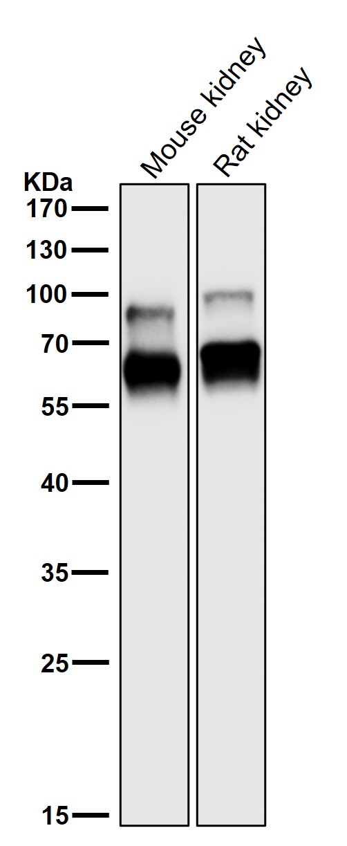 DRP 1 Ab