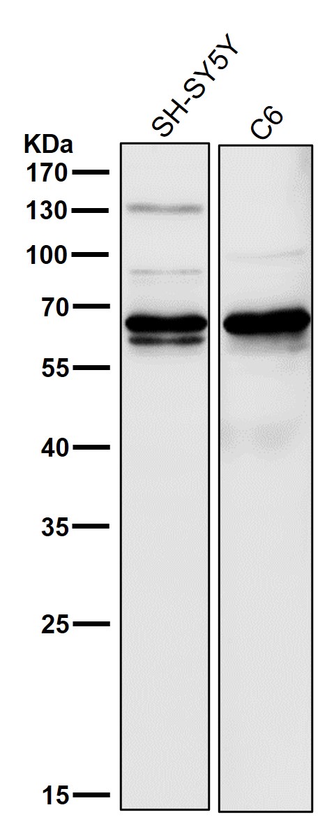 DRP 1 Ab