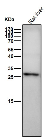 Presenilin 1 Ab