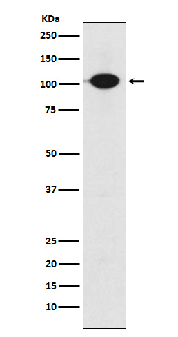 GABA B receptor 2 Ab