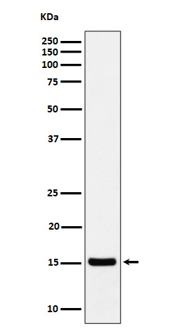 Acetyl-Histone H3 (K37) Ab