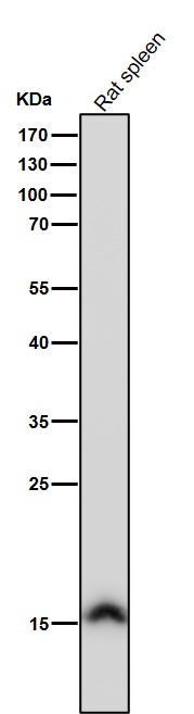 Acetyl-Histone H3 (K37) Ab