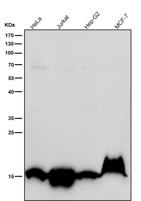 Acetyl-Histone H3 (K37) Ab