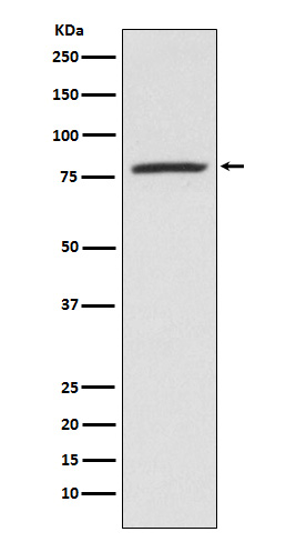 5 Lipoxygenase Ab