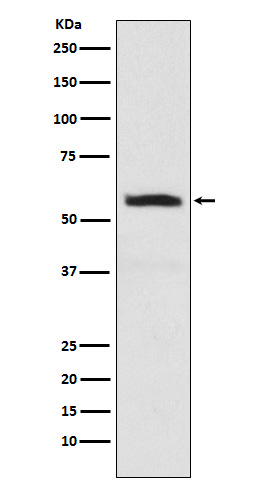 alpha Internexin Ab