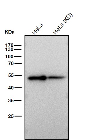 GSK 3 alpha Ab