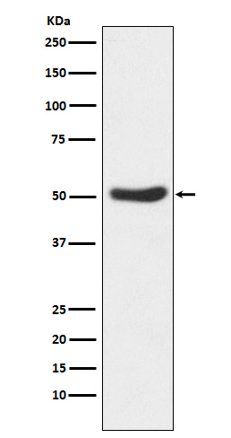 GSK 3 alpha Ab