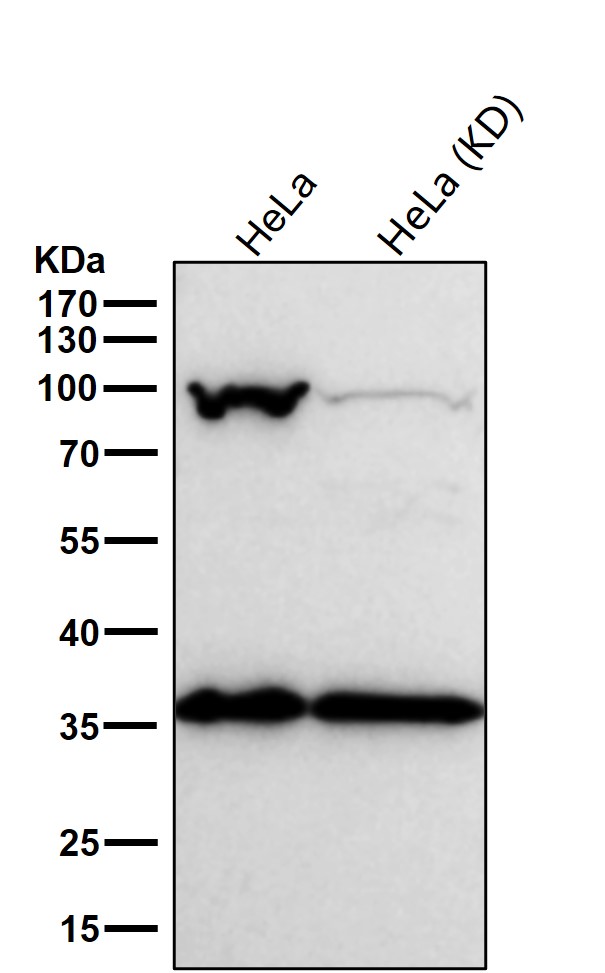 Exportin 2 Ab