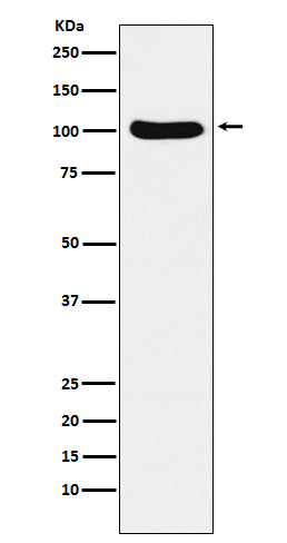 Exportin 2 Ab