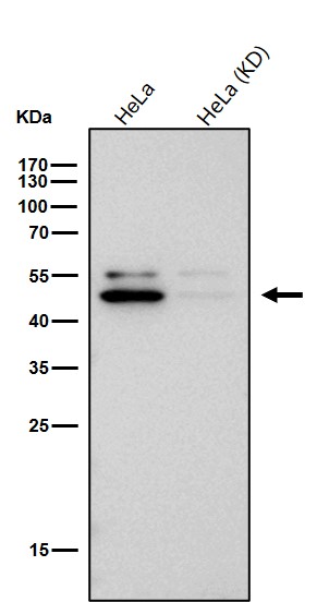 Actin related protein 3 Ab