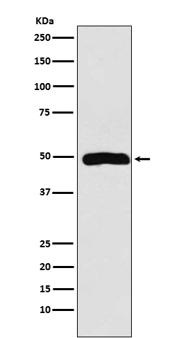 Actin related protein 3 Ab