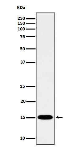 MonoMethyl-Histone H3 (K80) Ab