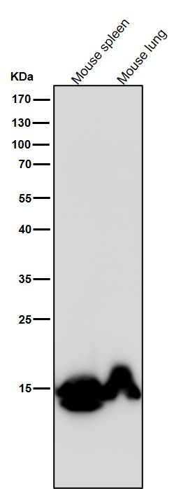 MonoMethyl-Histone H3 (K80) Ab