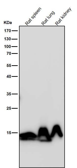 MonoMethyl-Histone H3 (K80) Ab