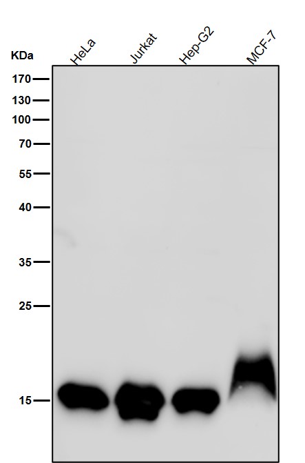 MonoMethyl-Histone H3 (K80) Ab