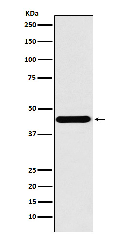 ILF2 Ab