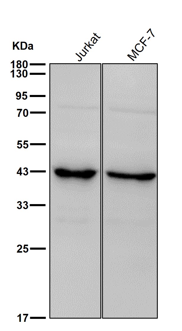 ILF2 Ab