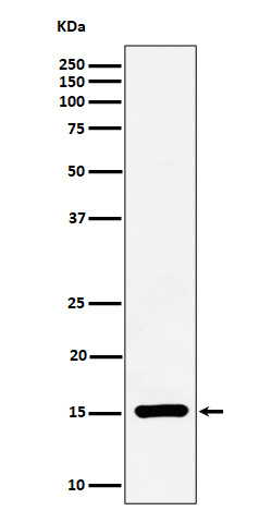 Symmetric DiMethyl-Histone H3 (R17) Ab