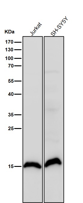 Symmetric DiMethyl-Histone H3 (R17) Ab